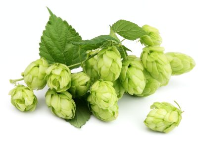 Podcast: State of the Hop Industry with Chris Holden