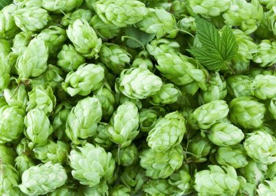 How to Manage Brewery Hop Contracts